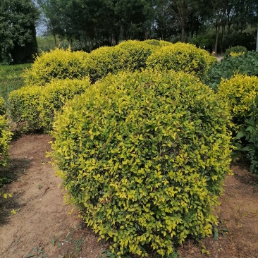 出售大量假植金叶榆球冠幅1.2米量大45元上车
