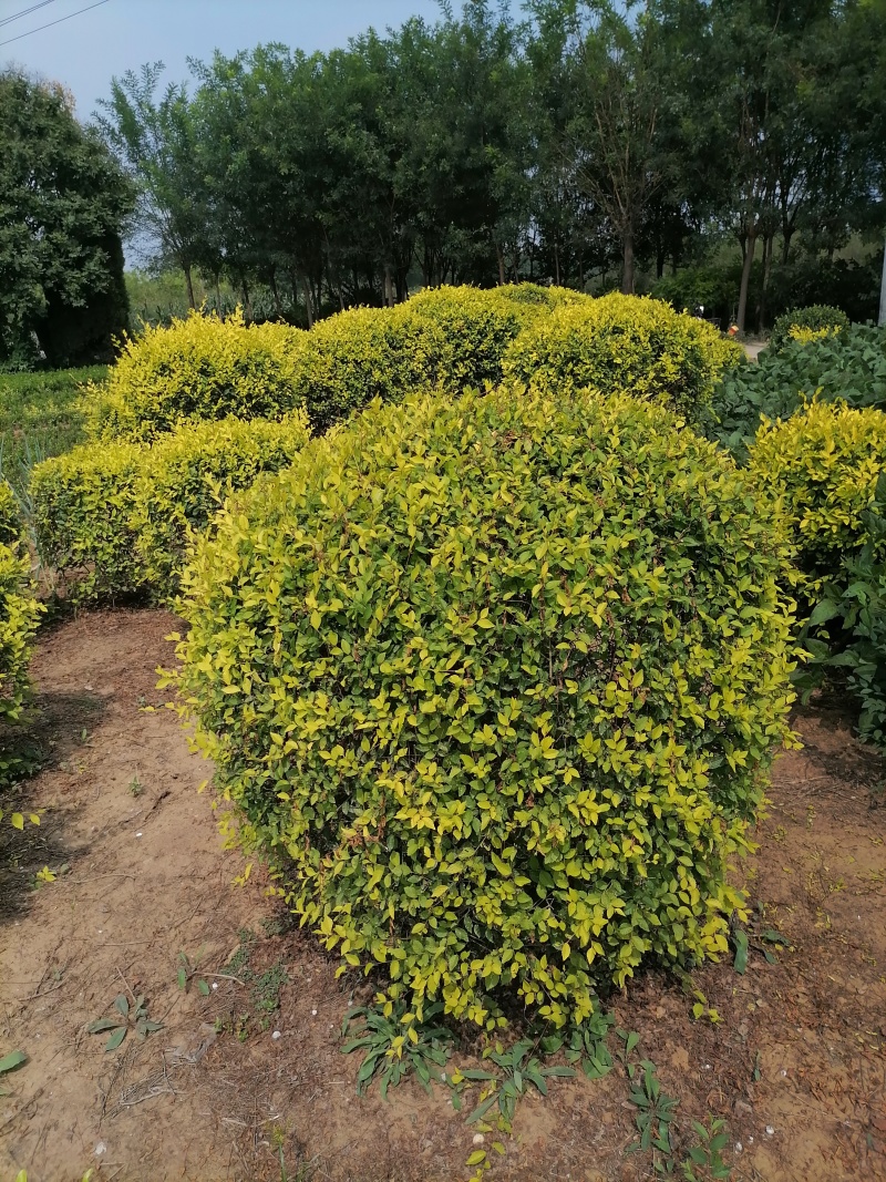 出售大量假植金叶榆球冠幅1.2米量大45元上车