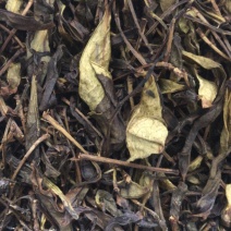 凤凰单丛茶头奶茶原料鸭屎香蜜兰香源头产地直供量大价优