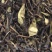 凤凰单丛茶头奶茶原料鸭屎香蜜兰香源头产地直供量大价优