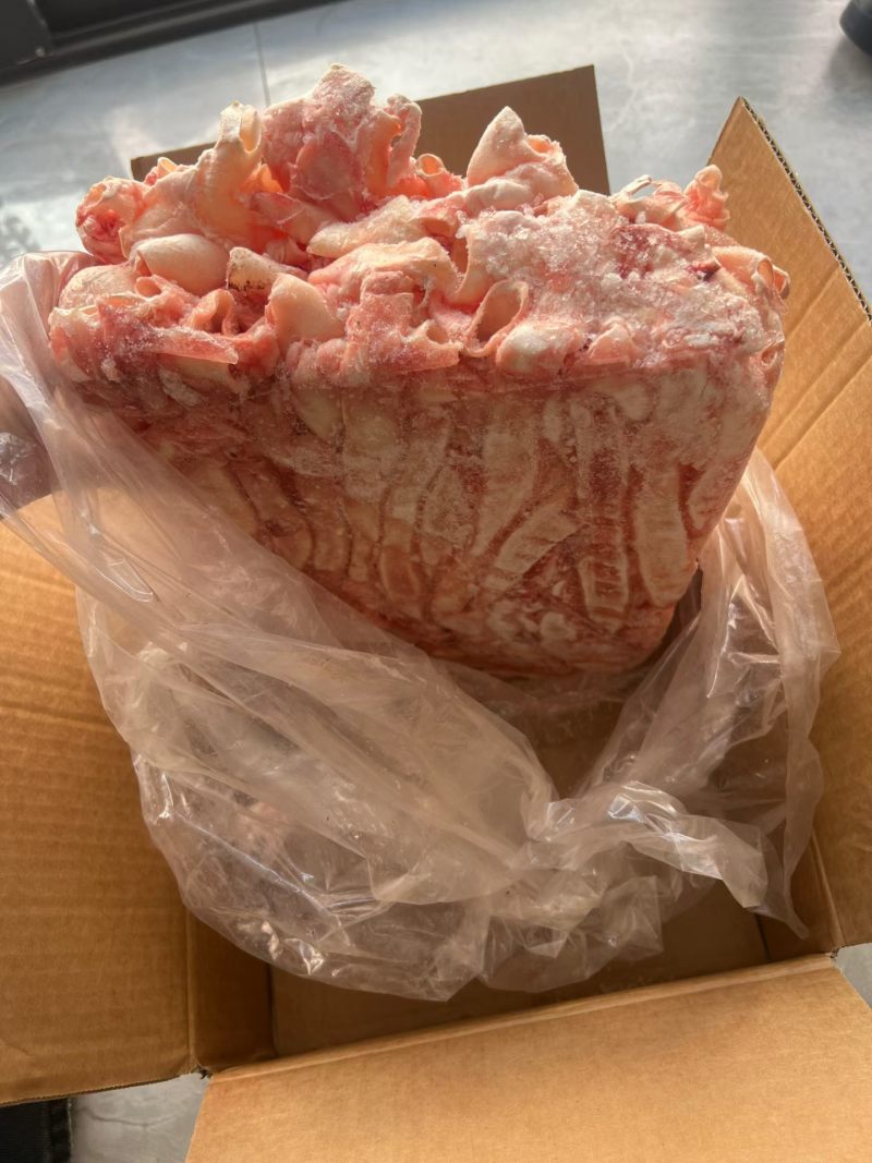 猪心管