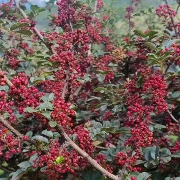 盐源花椒