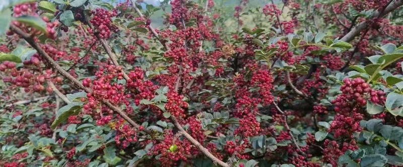 盐源花椒
