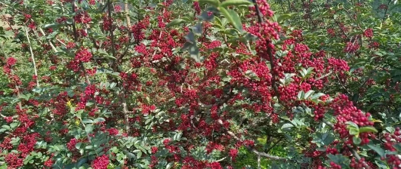 盐源花椒