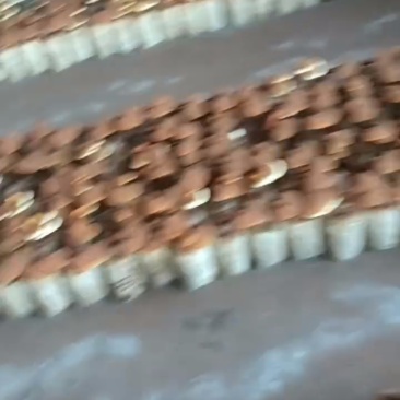 鹿茸菇