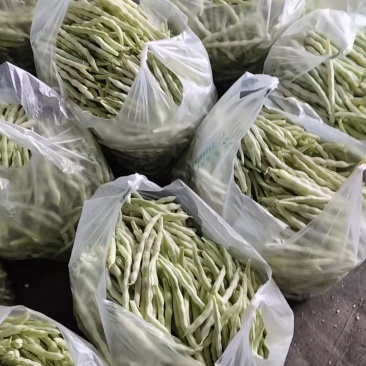 西红柿芸豆豆角黄瓜