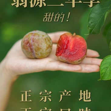 翁源三华李