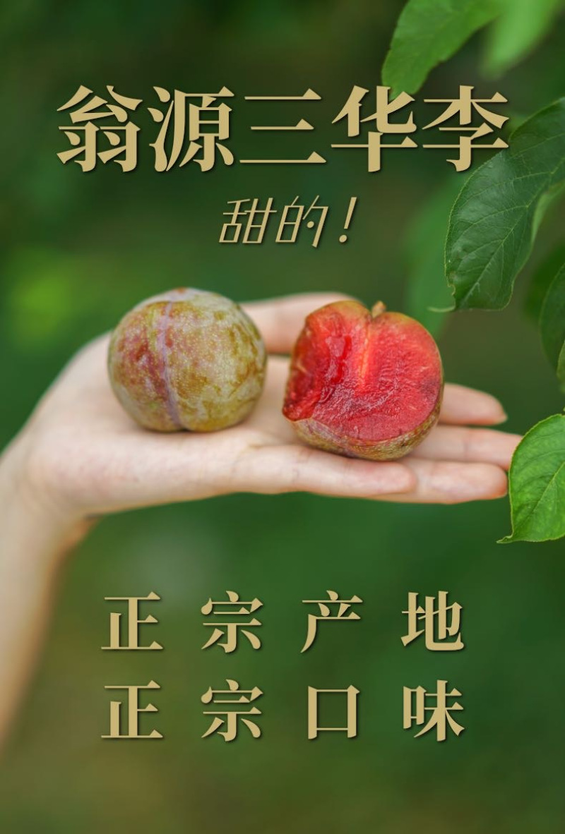 翁源三华李