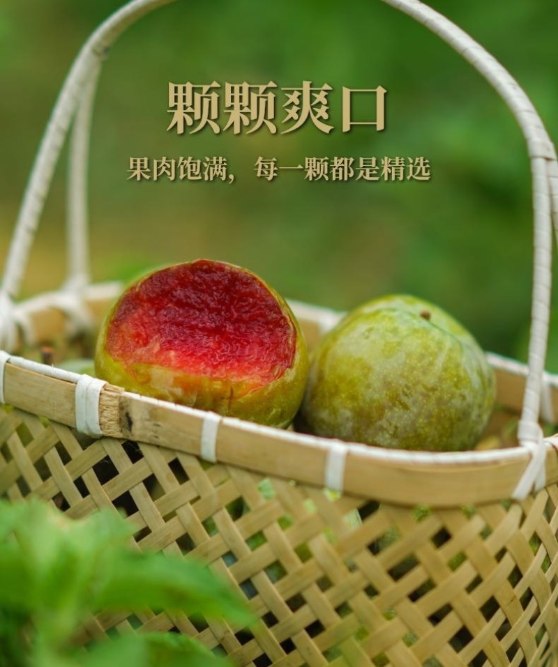 翁源三华李