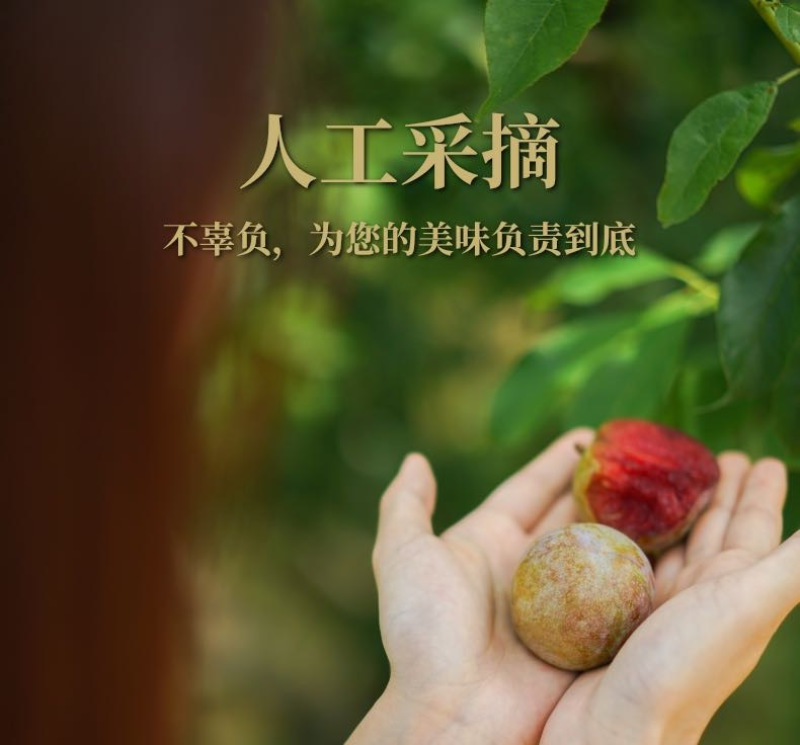 翁源三华李