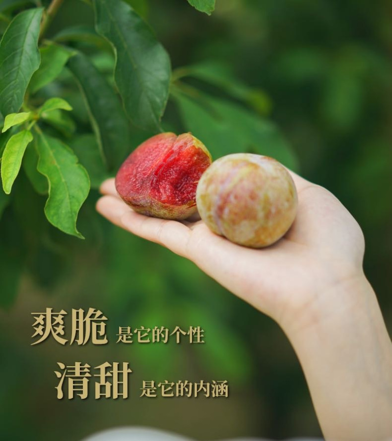 翁源三华李
