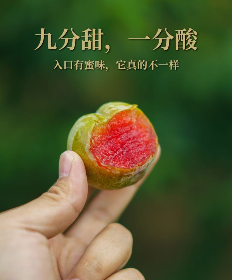 翁源三华李