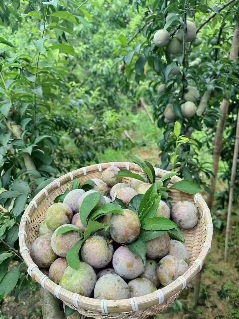 翁源三华李