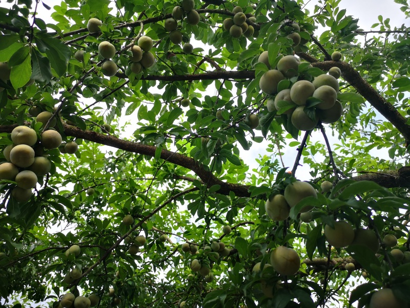 翁源三华李