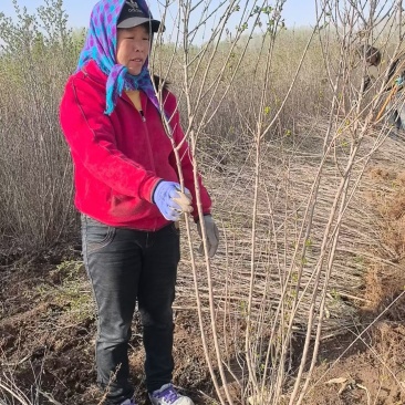 赤峰，小叶丁香还有两万多土墩