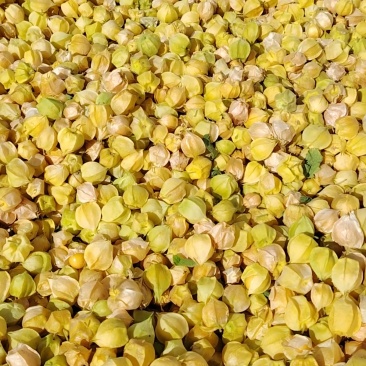 菇茑果