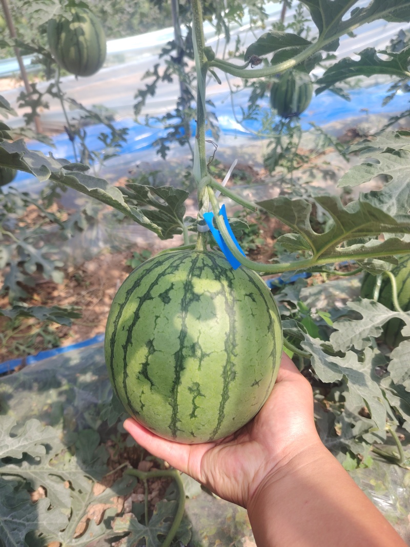 正品保障西瓜长期供应