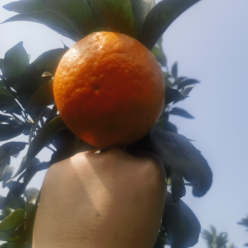 无核沃柑