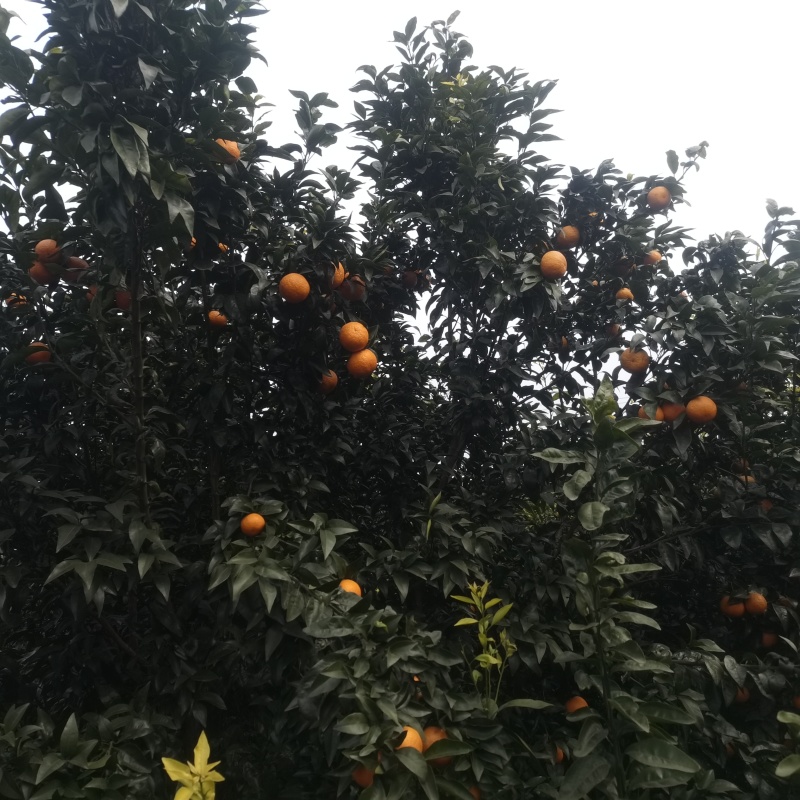 无核沃柑