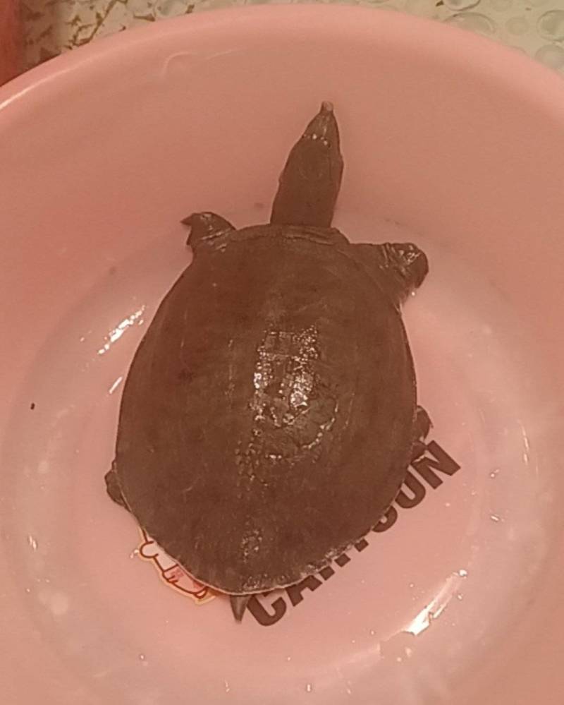 甲鱼