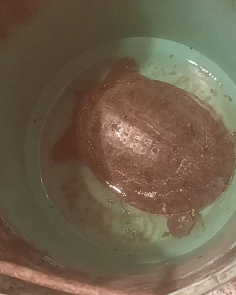 甲鱼