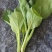 上海青快菜菠菜广东菜心