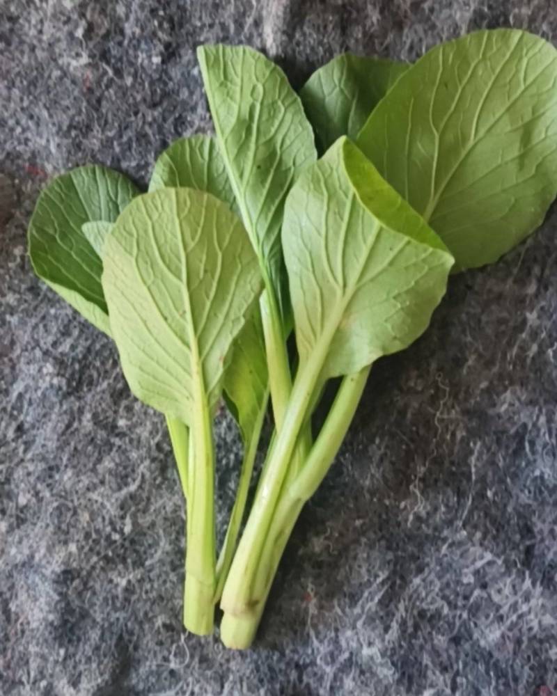 上海青快菜菠菜广东菜心