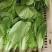上海青快菜菠菜广东菜心