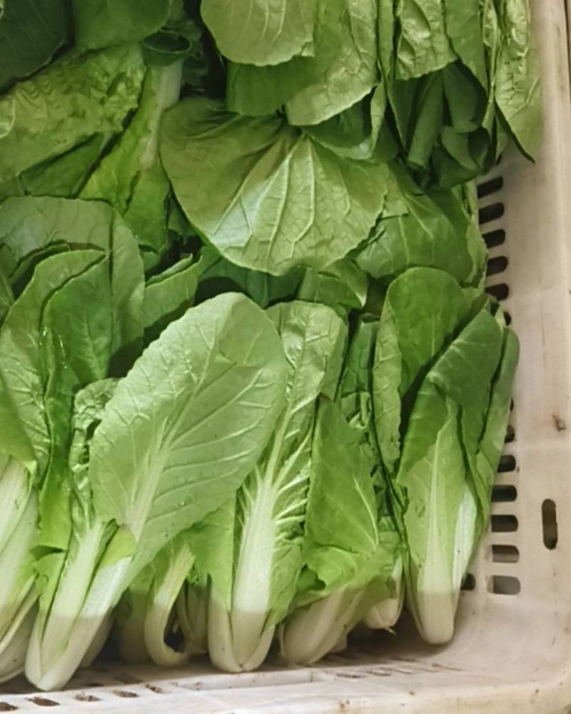 上海青快菜菠菜广东菜心