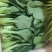 上海青快菜菠菜广东菜心