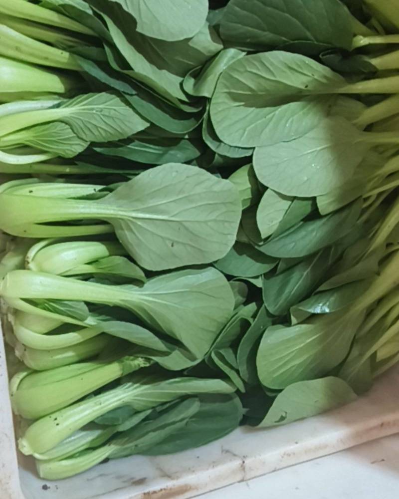 上海青快菜菠菜广东菜心