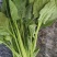 上海青快菜菠菜广东菜心