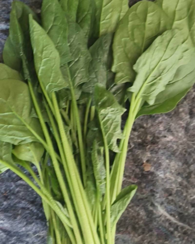 上海青快菜菠菜广东菜心
