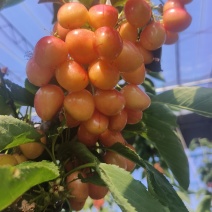 沙蜜托跟金鼎红樱桃