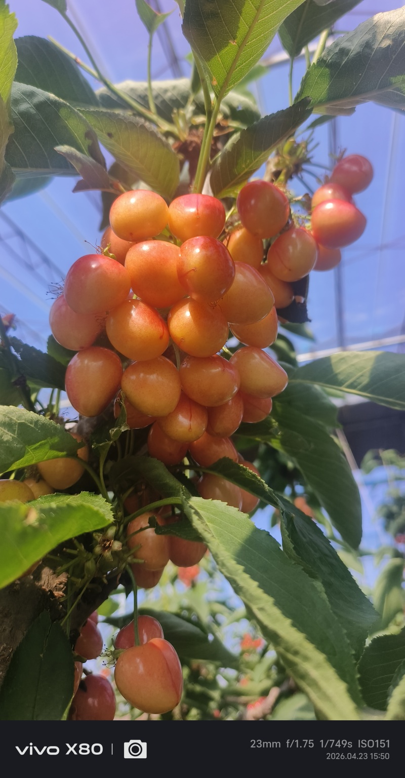 沙蜜托跟金鼎红樱桃