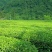 甘肃文县碧口龙井43号，原产地生态茶