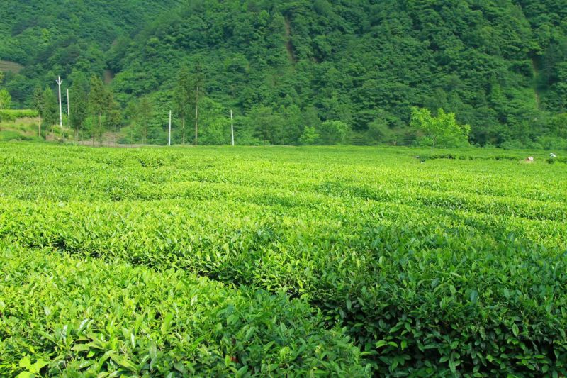 甘肃文县碧口龙井43号，原产地生态茶