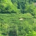 甘肃文县碧口龙井43号，原产地生态茶