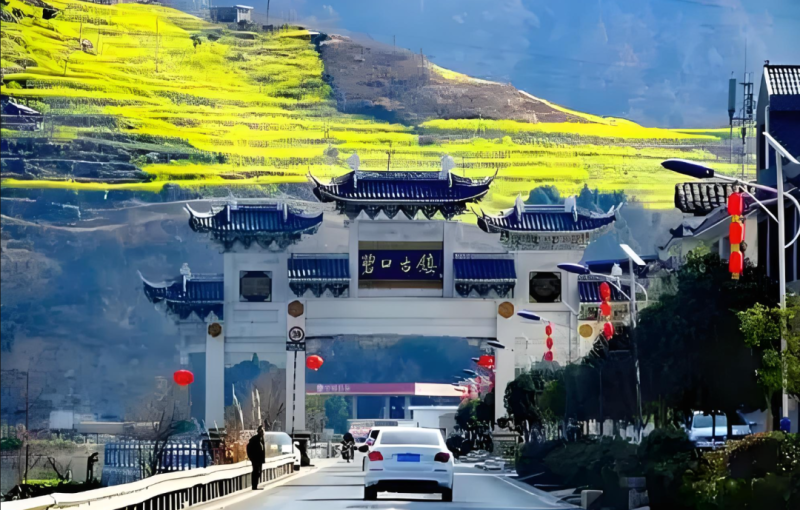 甘肃文县碧口龙井43号，原产地生态茶