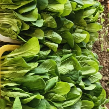 毛白菜苗