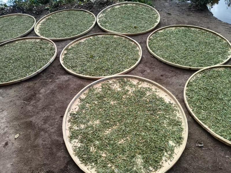 普洱茶