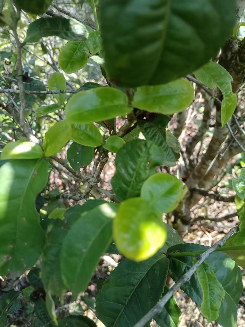 普洱茶