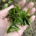 普洱茶