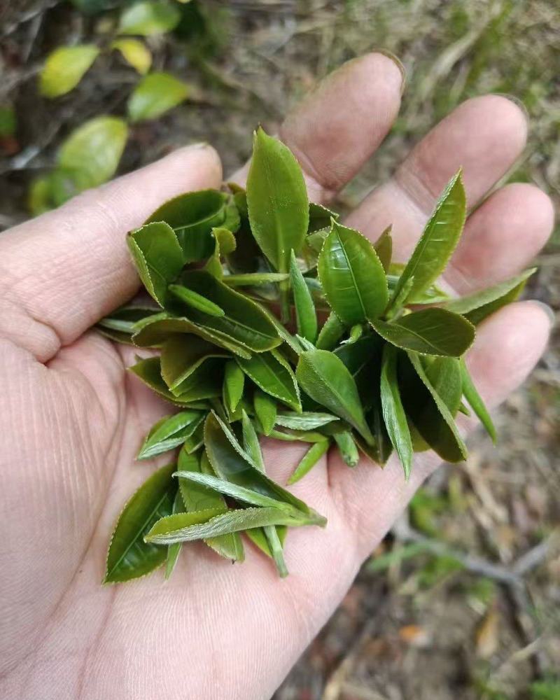 普洱茶