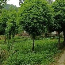 桂花树