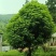 桂花树