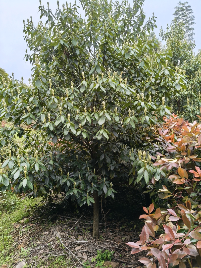 浙江楠，高度400至500cm，冠幅300至400cm