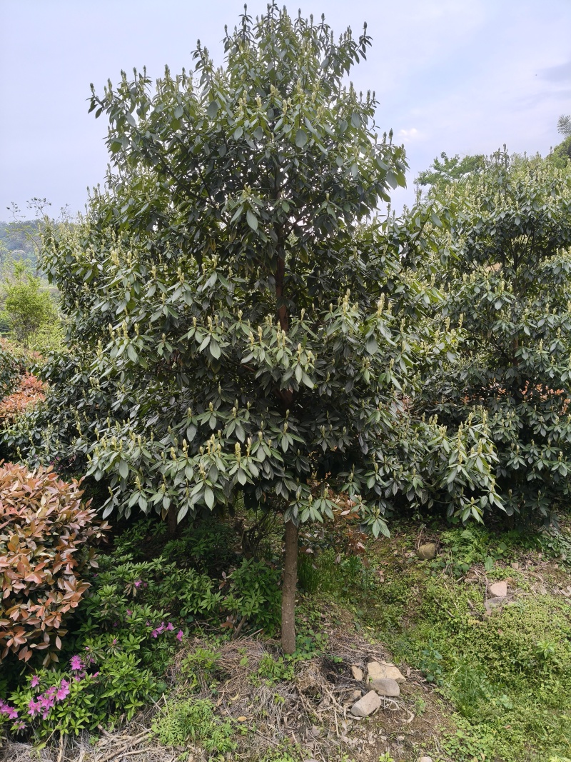 浙江楠，高度400至500cm，冠幅300至400cm