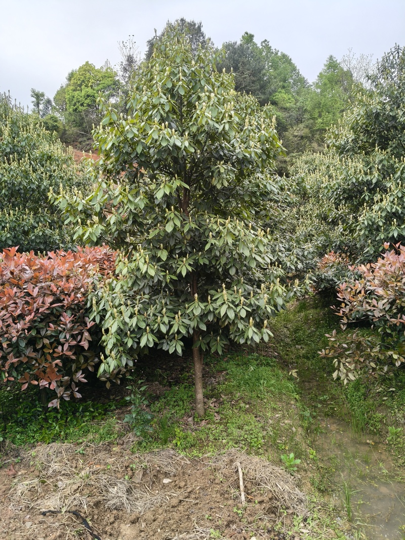 浙江楠，高度400至500cm，冠幅300至400cm