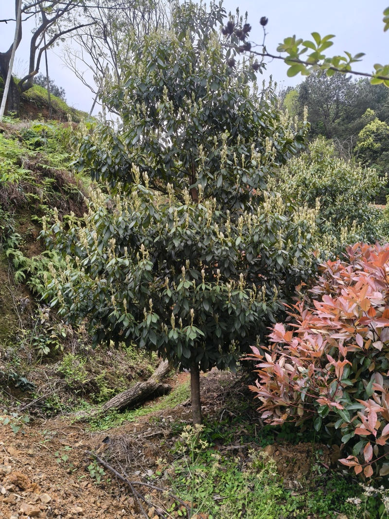 浙江楠，高度400至500cm，冠幅300至400cm
